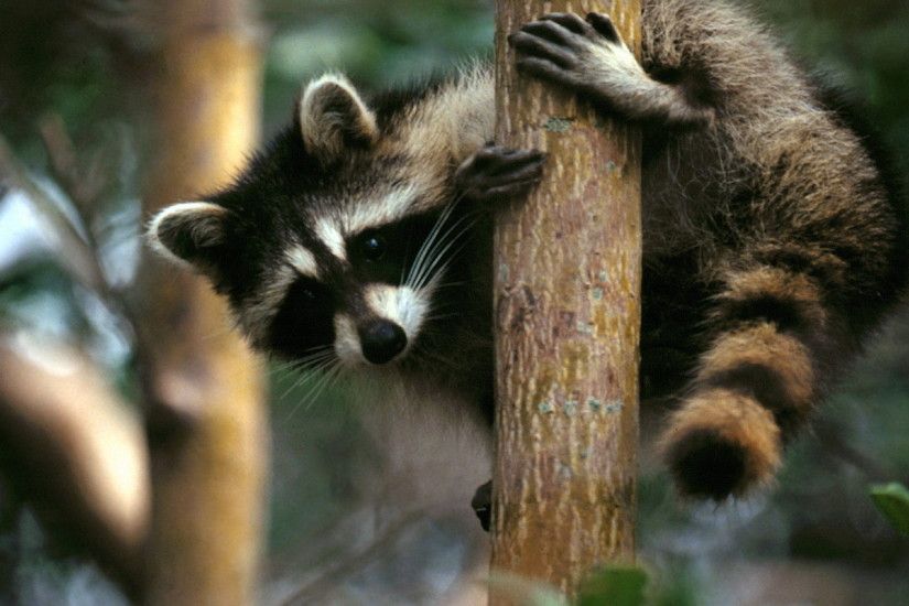 Animal - Raccoon Wallpaper