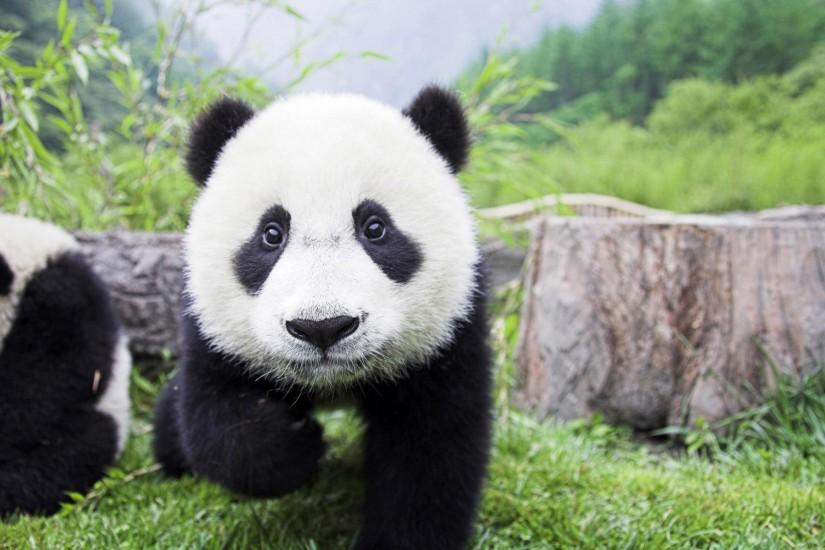 High Quality Image of Panda – 1920x1200