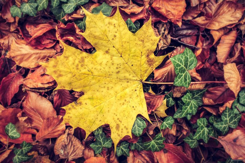 Yellow Fall Leaf Wallpaper Background picture