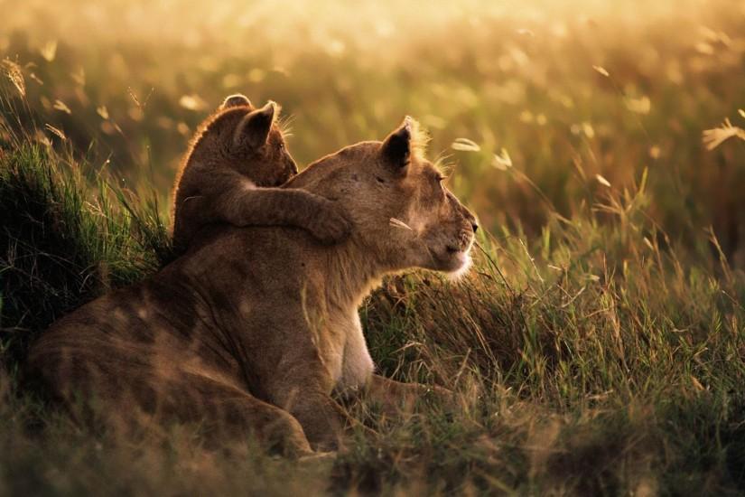 Lion of the Serengeti National Park-MAC OS X Mountain Lion HD .