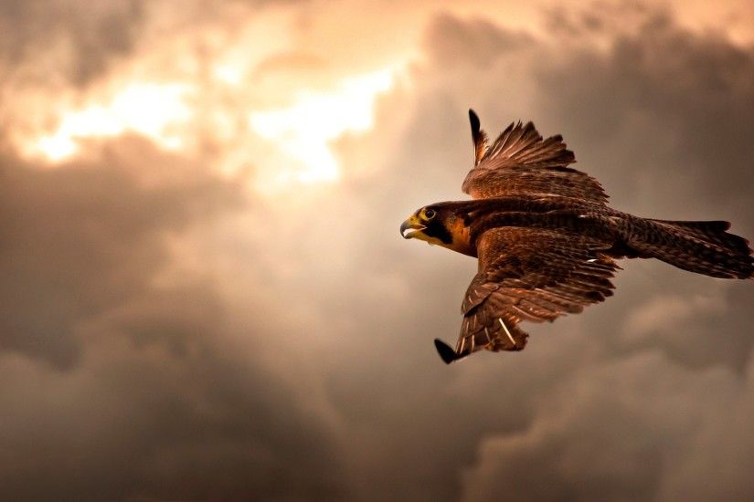 ... Eagle HD Wallpapers | Eagle New images and Pictures | Cool .