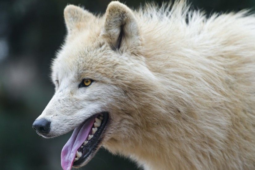 widescreen wallpaper arctic wolf