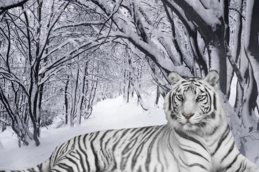 Tiger Wallpaper Free: White Tiger Wallpapers #3035 |.Ssofc