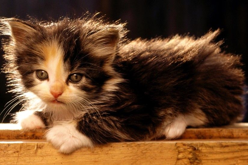 Cute Fluffy Kittens