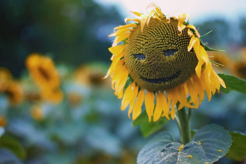 Smiling sunflower wallpaper