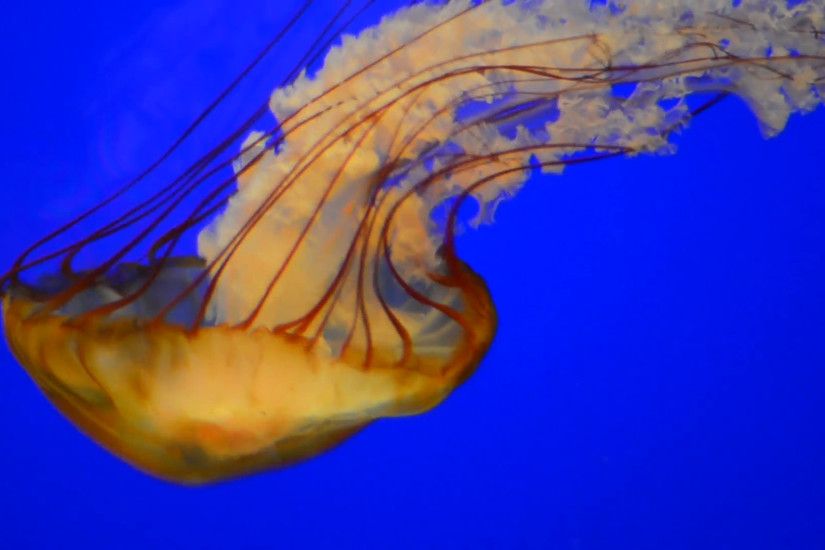 Orange Sea Nettle Jellyfish slowly swimming against a deep blue background  Stock Video Footage - VideoBlocks