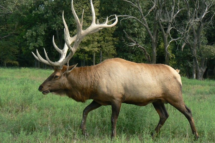 Bull Elk Head File bull elk 8 24 2014 jpg