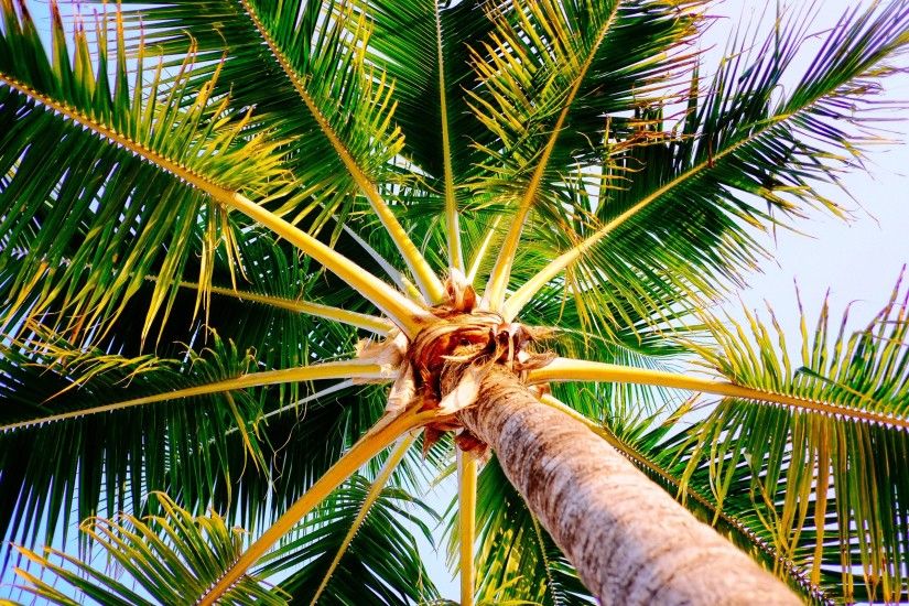 4K HD Wallpaper: The tropical nature is perfect for palm tree