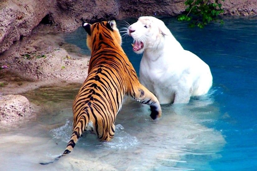 Tiger Desktop Wallpapers With White Lion