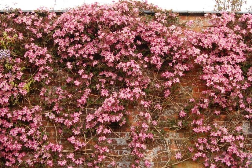 Pink Clematis Brick Wall wallpapers and stock photos