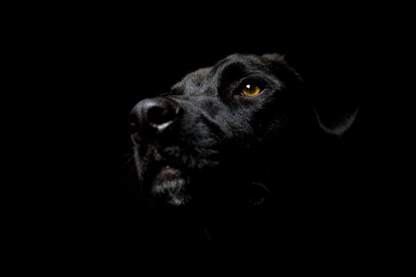 1920x1200 black Dog HD Animal Wallpaper