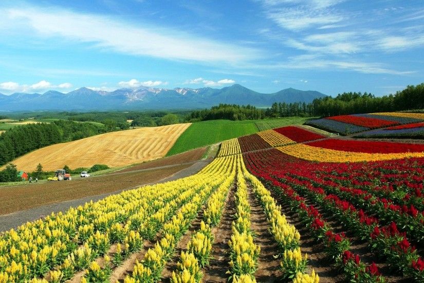 Hokkaido Tag - Colorful Spring Hokkaido Flowers Japan Mountains Trees Red  Yellow Beautiful Field Green Pho