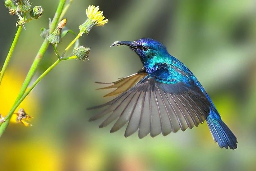 Hummingbird Wallpaper for Computer - Bing Images