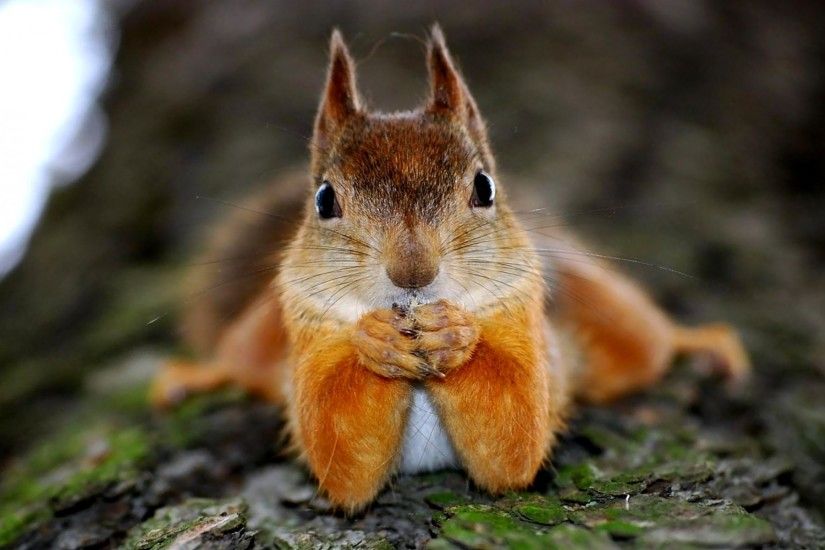 Squirrel, Funny, Animal, High, Definition, Wallpaper, For, Desktop,  Background, Download, Funny, Animal, Image, Free, Hd Images, Cool Images,  Screen, ...