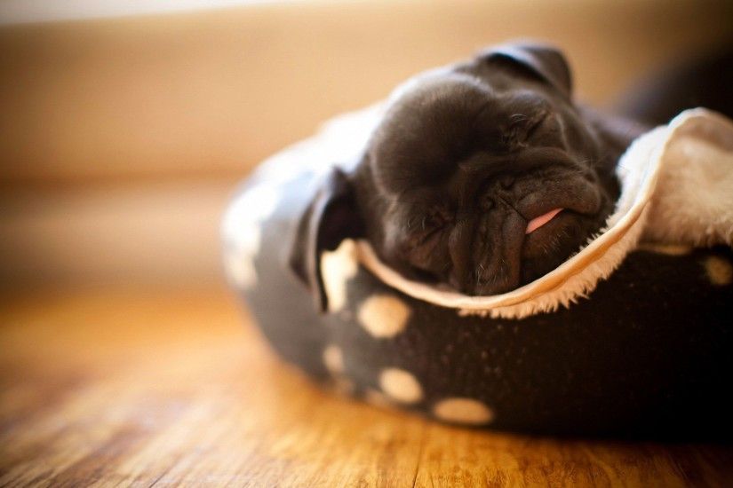Funny Pug Screensaver And Puppies Wallpaper High Resolution For Laptop