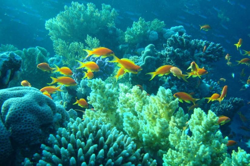 tropical fishes | underwater Egypt sea ocean fishes coral tropical  wallpaper background