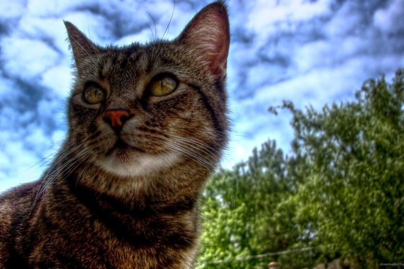 Cat HDR picture