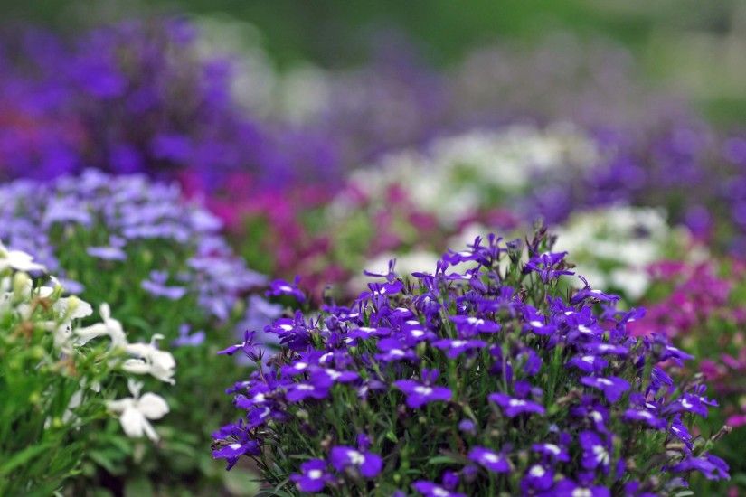 Violet Flowers Desktop Backgrounds