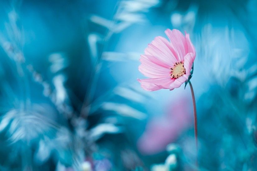 Pink flower, blue background, bokeh wallpaper thumb