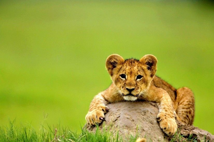 Beautiful Dangerous African Lion HD Wallpapers Free