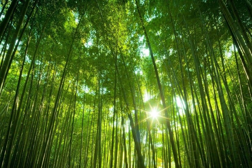 Bamboo Forest Wallpaper Full HD.