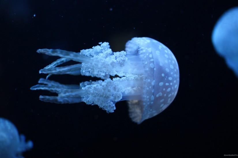 Blue Jellyfish picture