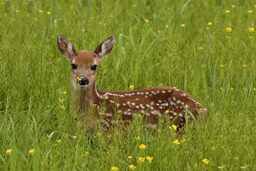 Animal - Deer Wallpaper
