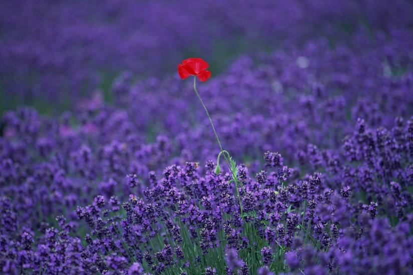 Lavender HD Wallpapers - Wallpaper, High Definition, High Quality .