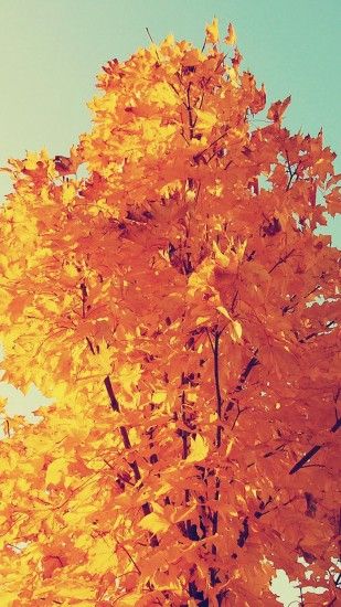Colorful Autumn Tree Leaves #iPhone #6 #plus #wallpaper