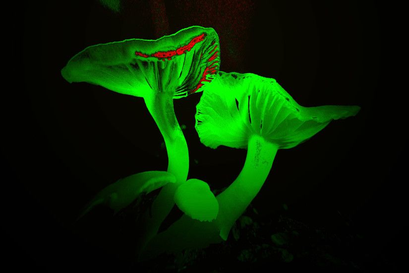 Bright neon green mushroom wallpaper