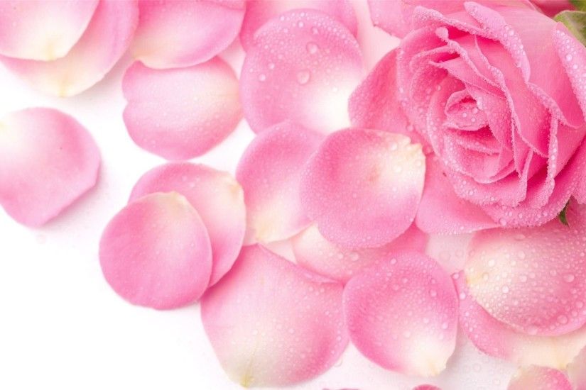 Flower Pink Rose Pics