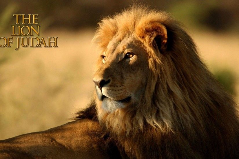 The Lion Of Judah HD Wallpaper | Christian Wallpapers