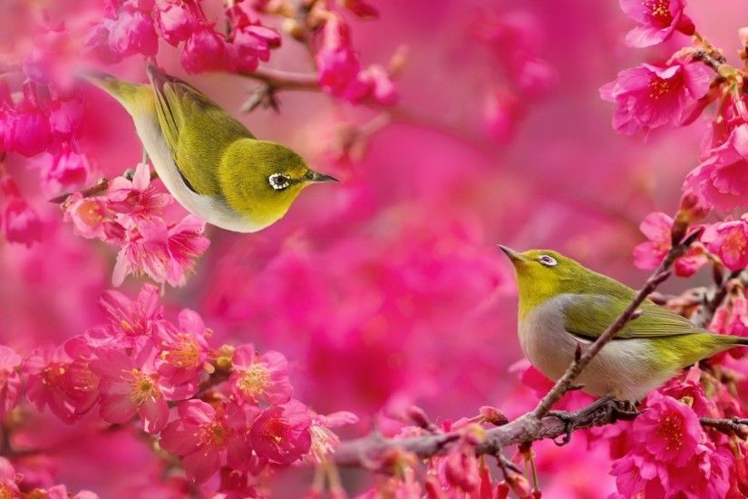 Sakura Tag - Japanese Blossoms Couple Cherry White Branches Eye Sakura  Flowers Birds Desktop Wallpaper Hd