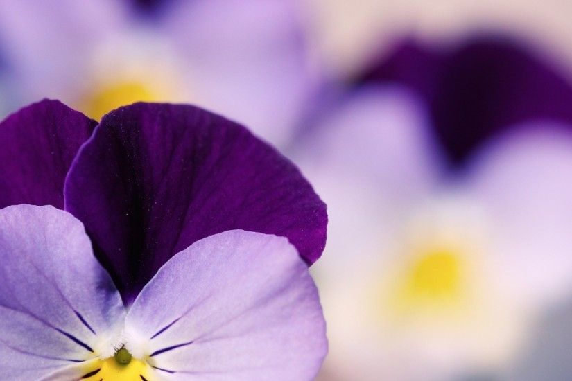 viola tricolor pansy flower close up. Â«Â«