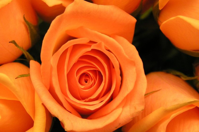 Orange Roses Background Jpeg, orange rose flower