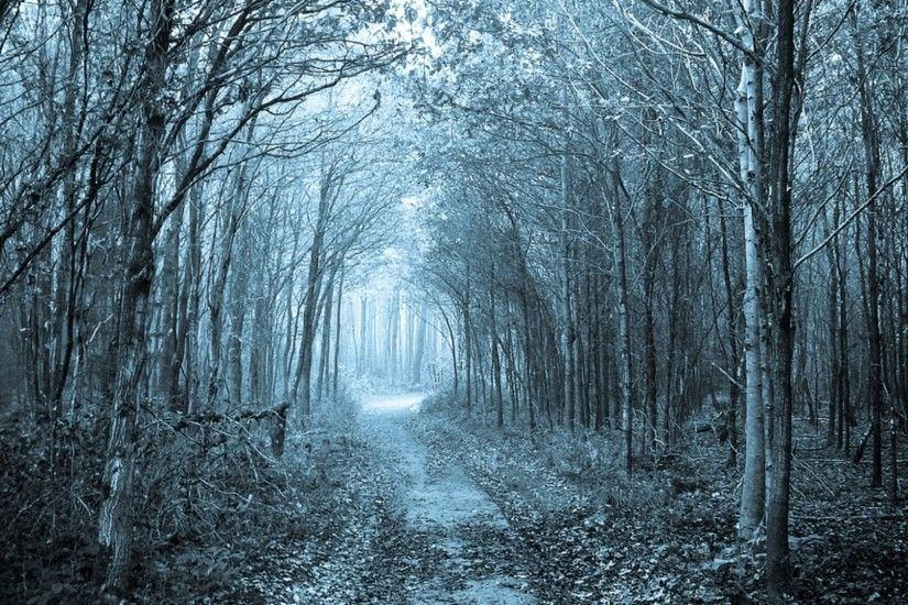 Path Through The Forest Wallpaper Background #em1t6y 1920x1080 px 1.81 MB  Nature & Landscape