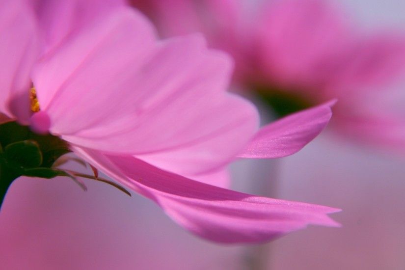 ... Lovely Pink Flower hd Widescreen Desktop Wallpaper