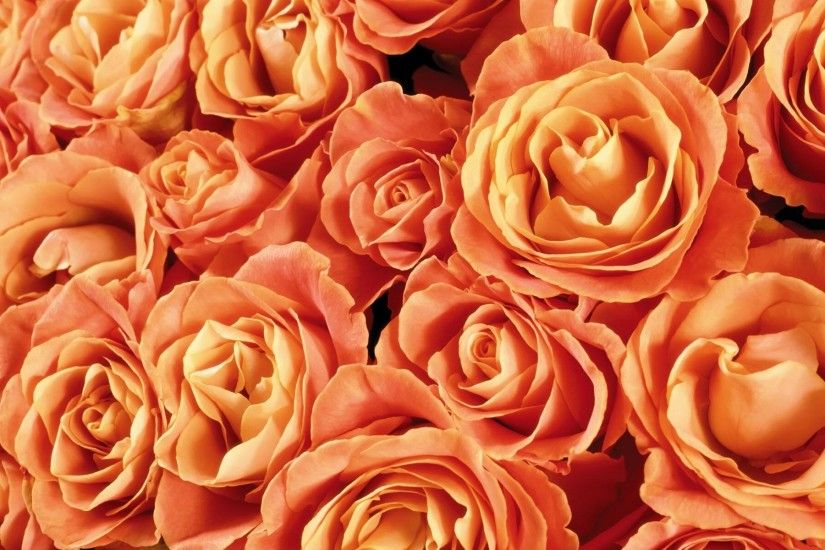 Orange Roses Backgrounds - Wallpaper, High Definition, High Quality .