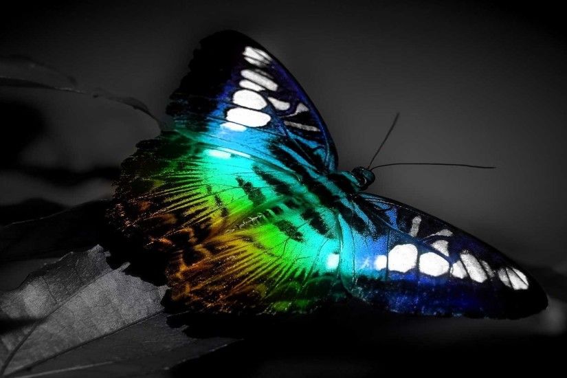 Colorful Butterfly 3D HD Wallpaper