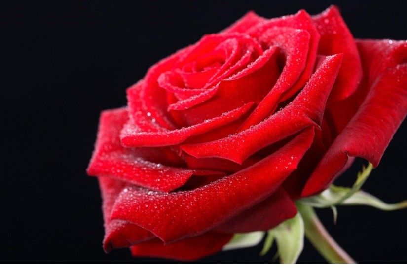 red-rose-day-rose-happy-valentines-day-wallpapers-