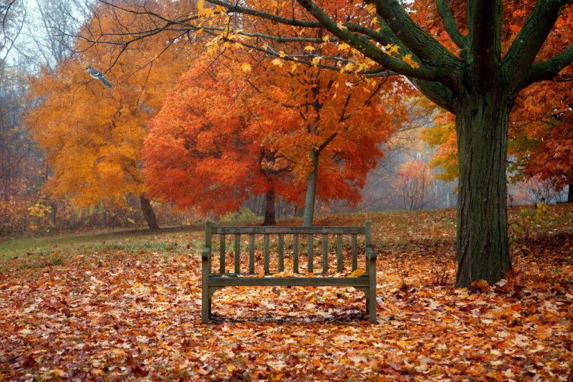 scenes of autumn