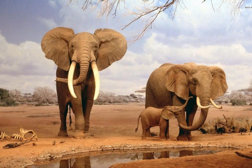 Elephant HD Wallpapers Desktop Pictures