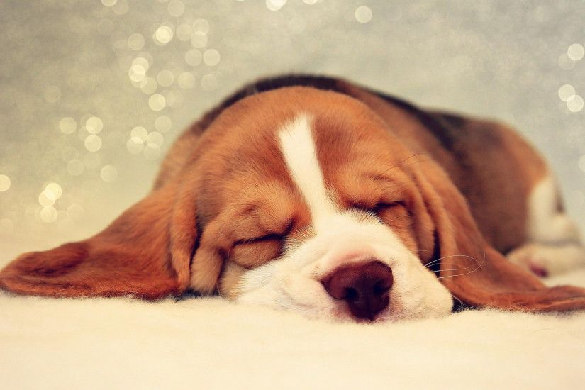 Beagle Sleeping Wallpaper