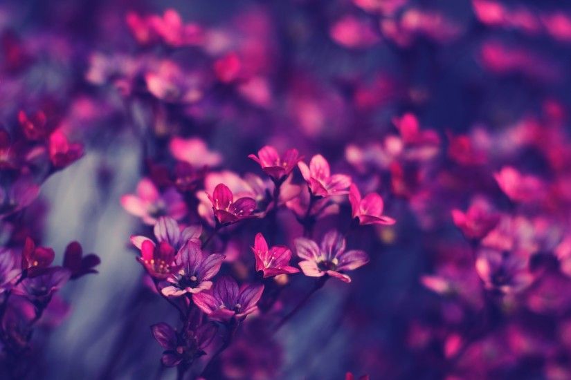 Explore Vintage Flowers Wallpaper and more!