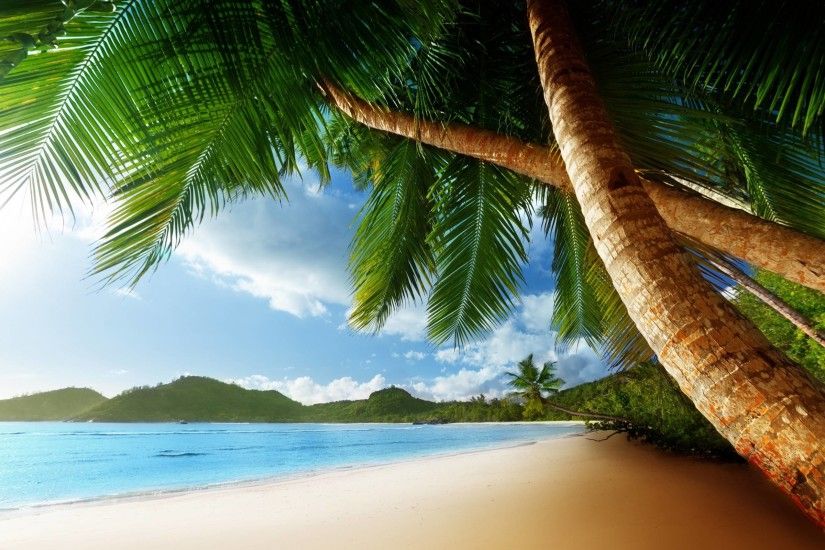 Tropical Beaches With Palm Trees S Wallpapers Desktop Background