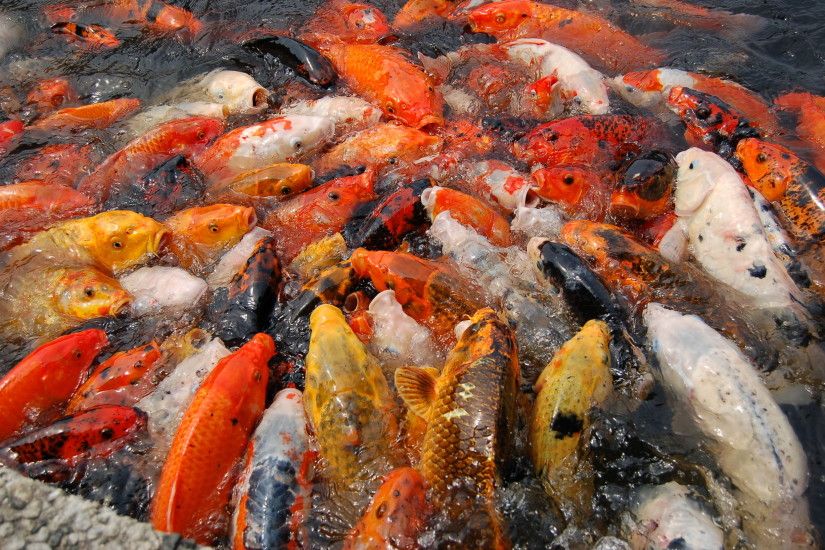 15 Fun Koi Fish Facts
