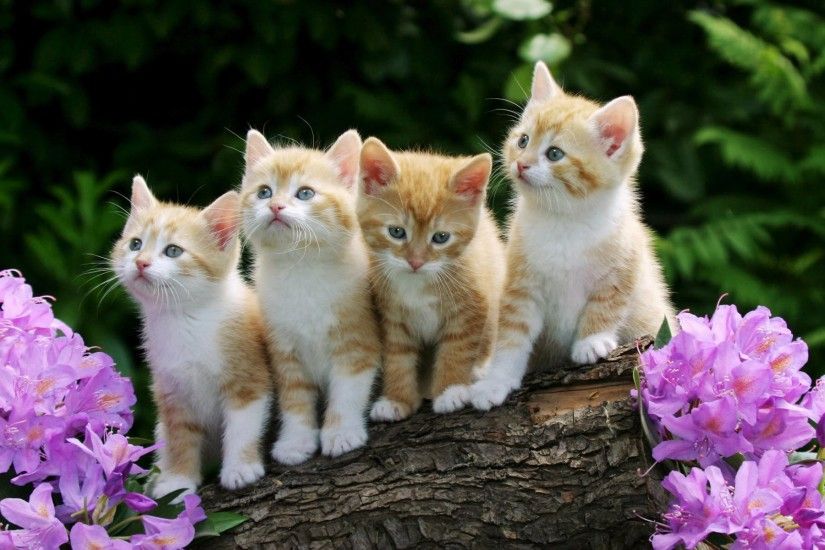 Baby Animal Cat Kitten Â· HD Wallpaper | Background ID:274725