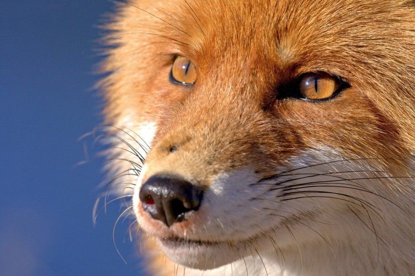 The muzzle of a fox, blue background