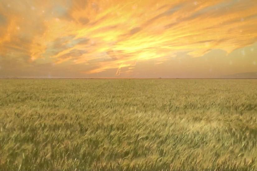 Wheat Field - Free Creative Commons particle motion background video 1080p  HD