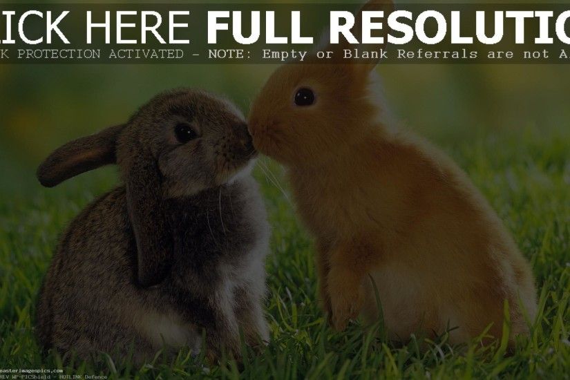 Cute Easter Bunny Pictures